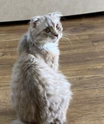 В добрые руки кошку
